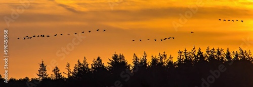 Silhouettes of forest and birds flying in the golden sunset sky, panoramic