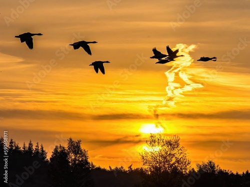 Silhouettes of forest and birds flying in the golden sunset sky © Theo De Fotograaf/Wirestock Creators