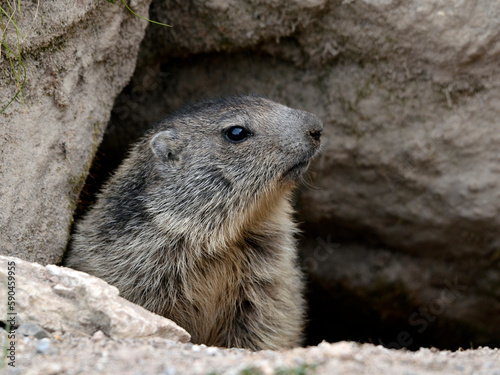 Young alpine marmot (Marmota marmota) poking its head out of its burrow 
