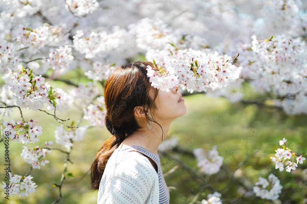 Fototapeta premium 桜と女性