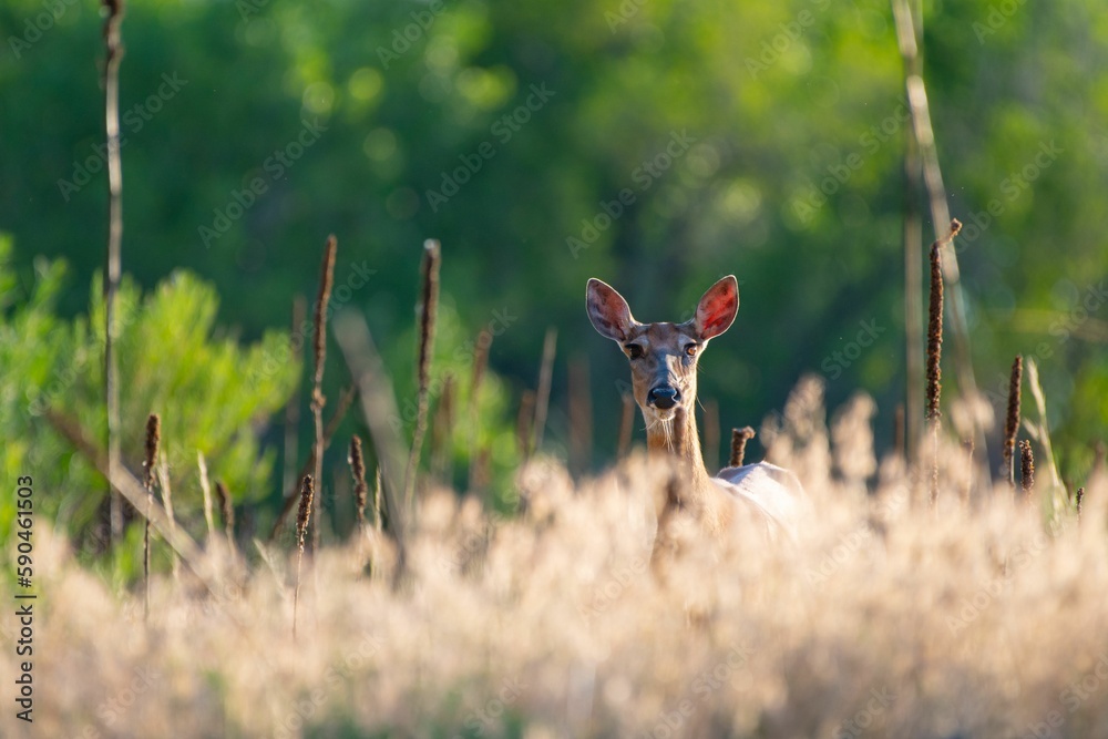 Roe deer through green plants looking at the camera in the forest on a sunny day Roe deer through green plants looking at the camera in the forest on a sunny day