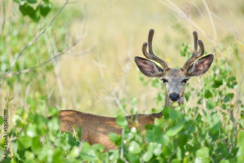White-tailed deer through green plants looking at the camera in the forest on a sunny day