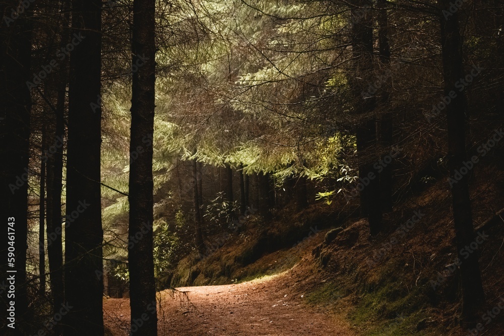 Path surrounded by evergreen trees