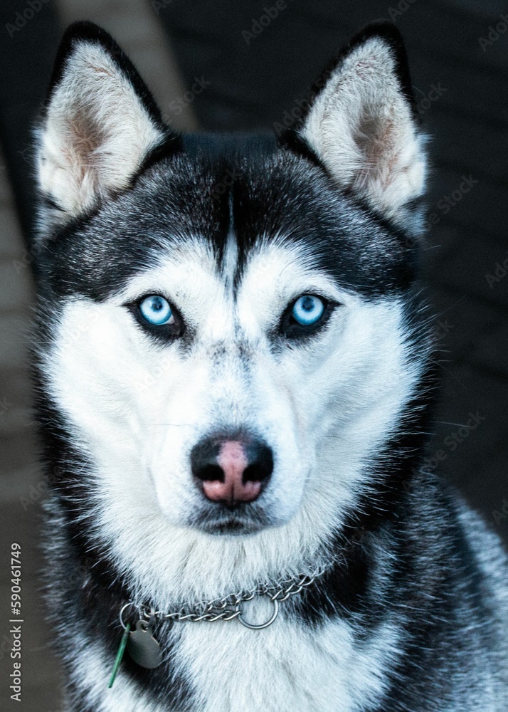 Closeup shot of Husky with blue eyes