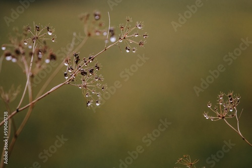 Selective focus shot of water drops on a plant