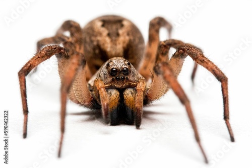 Huntsman spider on clean white background