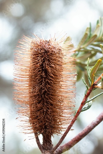 Silver Banksia Flower photo