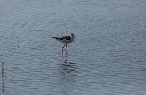 Black-winged stilt walking on the salt pond looking for food