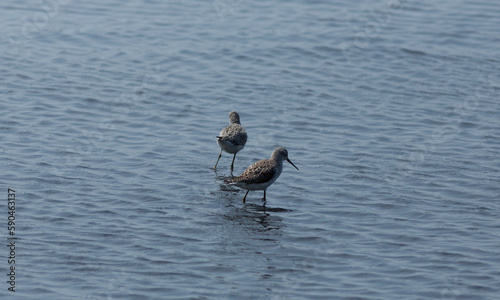 Marsh sandpiper foraging in the shallow salt pond
