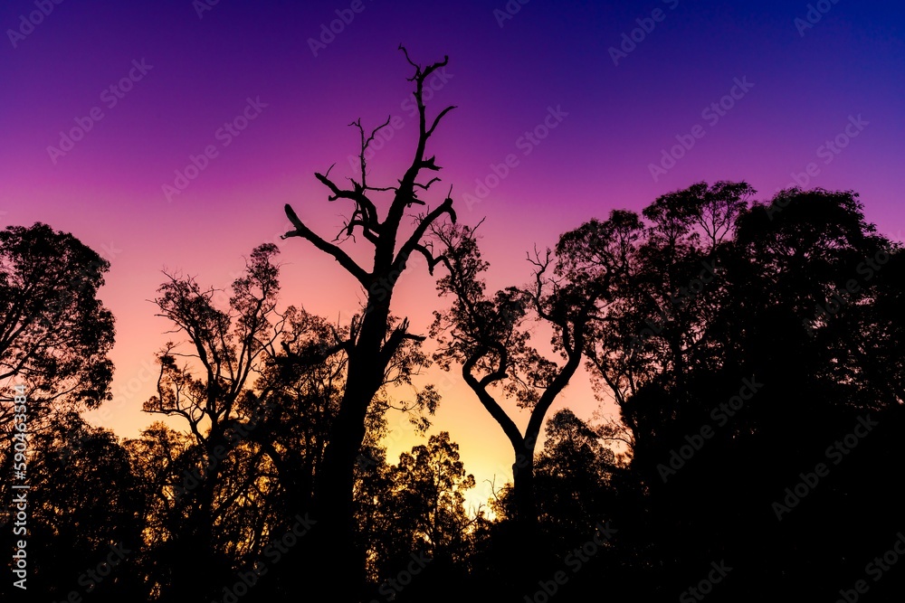 Obraz premium Liminal sticks Serpentine