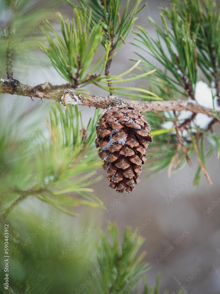 Snow Dusted Pinecone Snow Dusted Pinecone