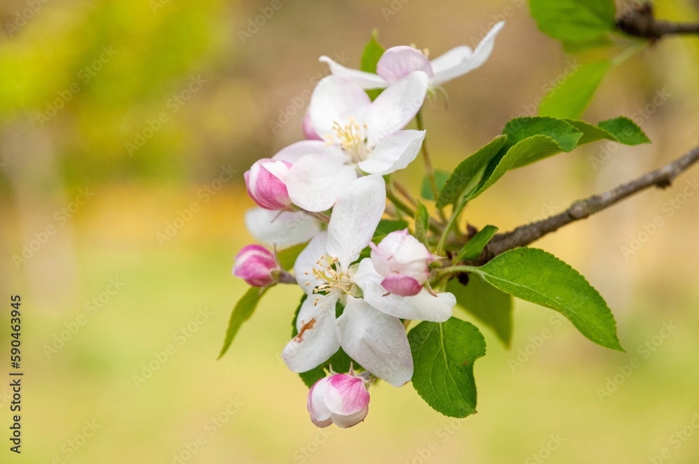 Spring White Flowers