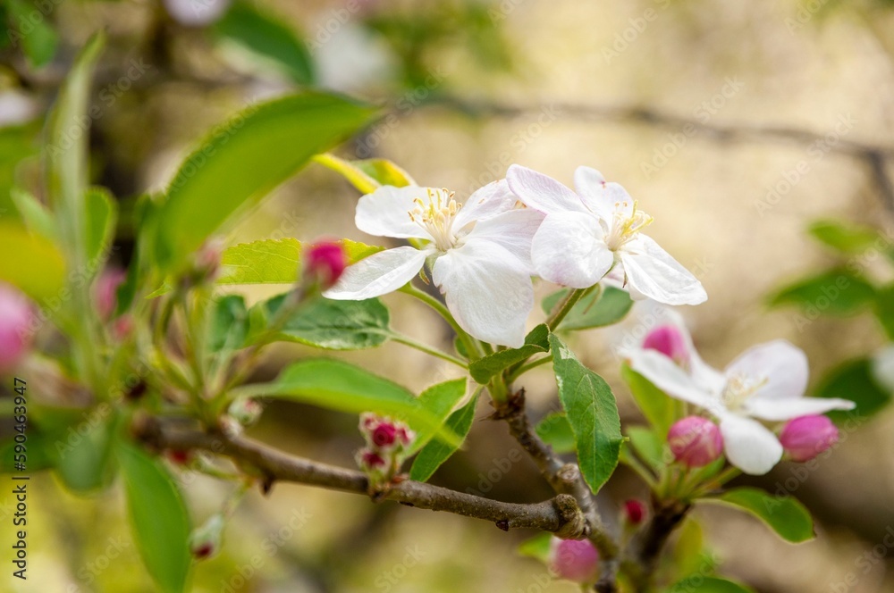 Obraz premium Spring White Flowers