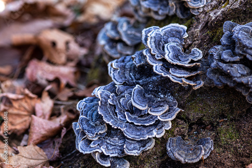 Blue Bracket fungus growing on a forest stump.