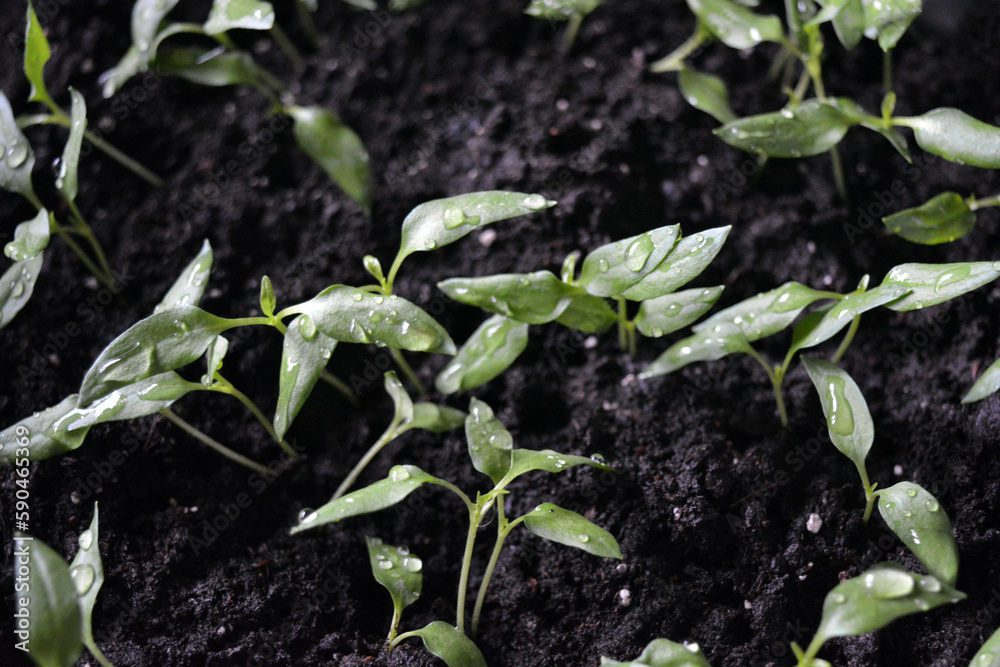 Homemade young seedlings of sweet bell pepper in black soil, beds of vegetables. Homemade young seedlings of sweet bell pepper in black soil, beds of vegetables.