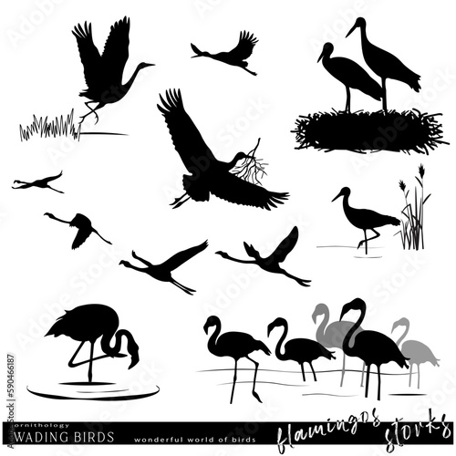Wildlife. Wading birds set. Storks and flamingos silhouette. Vector illustration
