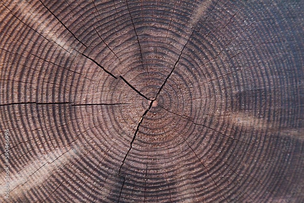 Texture of a cut tree with annual rings. Texture of a cut tree with annual rings.