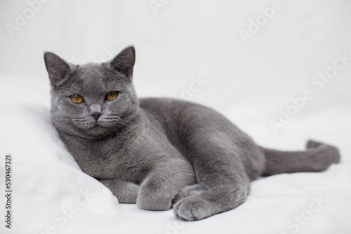 Beautiful shot of a gray British short hair cat © Stoil Vatev/Wirestock Creators