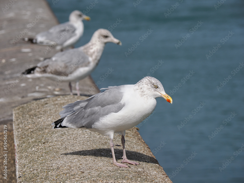 Closeup profile herring gulls (Larus argentatus) perched on wall, in Normandy in France Closeup profile herring gulls (Larus argentatus) perched on wall, in Normandy in France