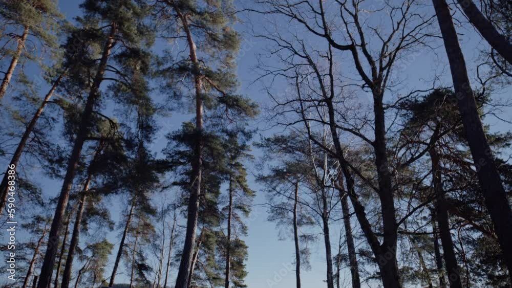 Tall pine trees by the lake in the early morning Tall pine trees by the lake in the early morning