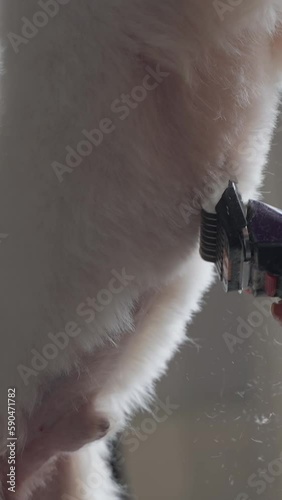 Haircut of a cute dog. white maltese, close up. Vertical video
