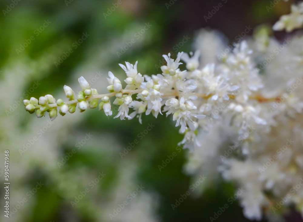 Astilba flower close-up on a green background in summer Astilba flower close-up on a green background in summer