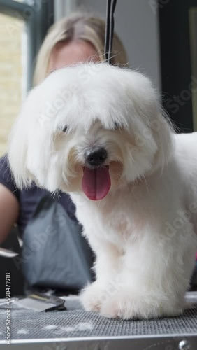 Haircut of a cute dog. white maltese, close up. Vertical video
