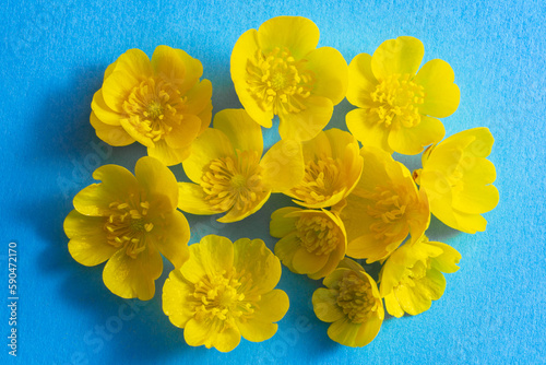 Yellow spring flowers on blue paper background. Ranunculus auricomus or goldilocks buttercup flowers photo