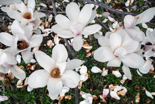 Magnolia soulangeana Alba Superba flowering tree white spring flowers