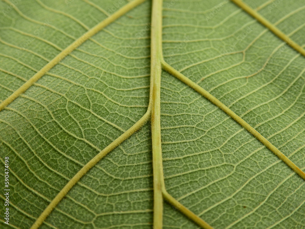 close up green teak leaf texture close up green teak leaf texture