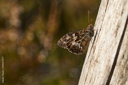 Ockerbindiger Samtfalter (Hipparchia semele), auch Rostbinde genannt	 photo