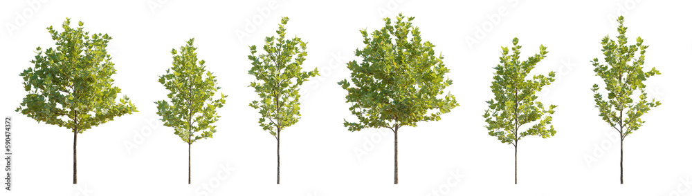 Set of 6 small and middle trees sycamore platanus street maple trees isolated png on a transparent background 8k perfectly cutout 