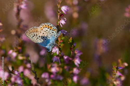 Geißklee-Bläuling (Plebejus argus) Männchen photo