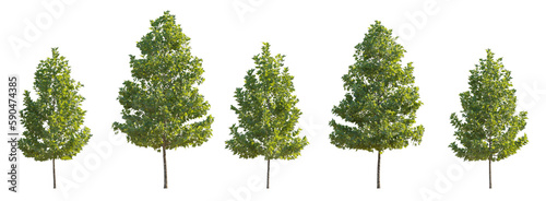 Fototapeta Naklejka Na Ścianę i Meble -  Set of 6 small and middle trees sycamore platanus maple street trees isolated png on a transparent 8k background perfectly cutout 