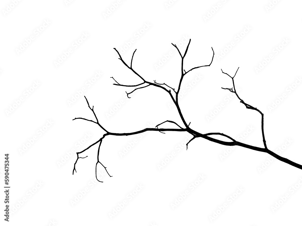 bare dry branch silhouette isolated on white background