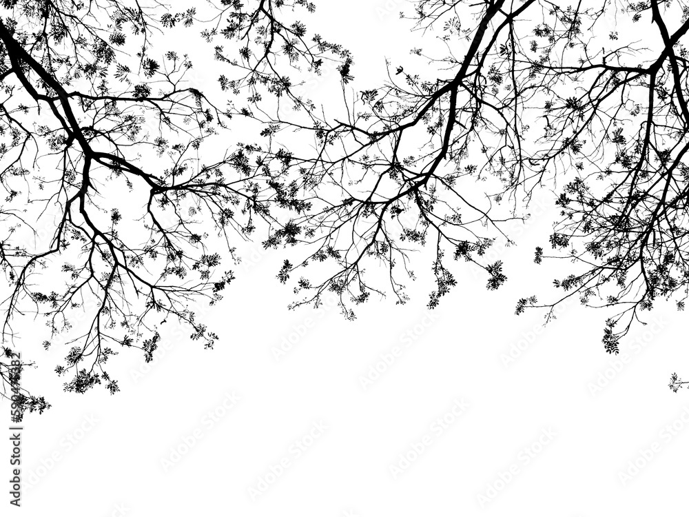 Fototapeta premium branch tree silhouette isolated on white background