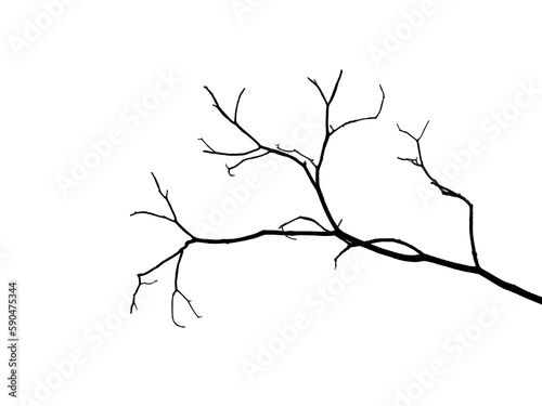 bare dry branch silhouette isolated on white background