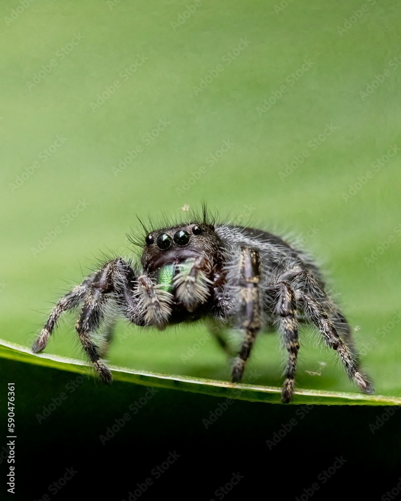 Closeup shot of a jumping spider (Phidippus audax) on a green leaf Closeup shot of a jumping spider (Phidippus audax) on a green leaf