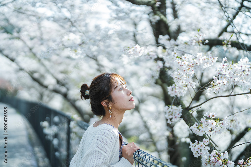桜の花と女性 桜の花と女性