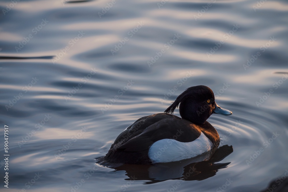 Fototapeta premium Closeup of a duck floating on the surface of a lake