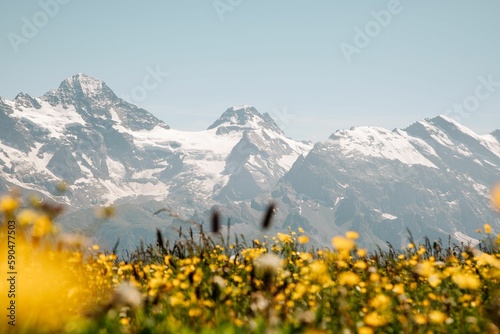 Scenic view of a field of yellow flowers against Mannlichen mountain in Switzerland
