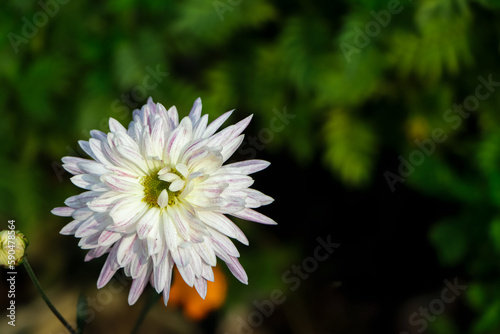White chrysanthemum flower with lot of copy space photo