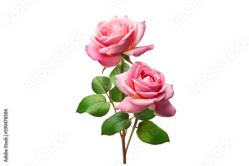 pink roses isolated on transparent background 
