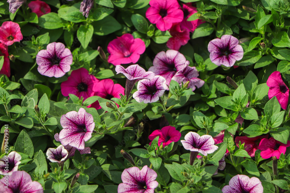 Full frame of pink petunia flower (Petunia hybrida),Blooming in the garden Full frame of pink petunia flower (Petunia hybrida),Blooming in the garden