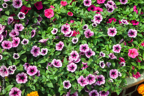 Full frame of pink blooming petunias and pelargoniums © Hasib