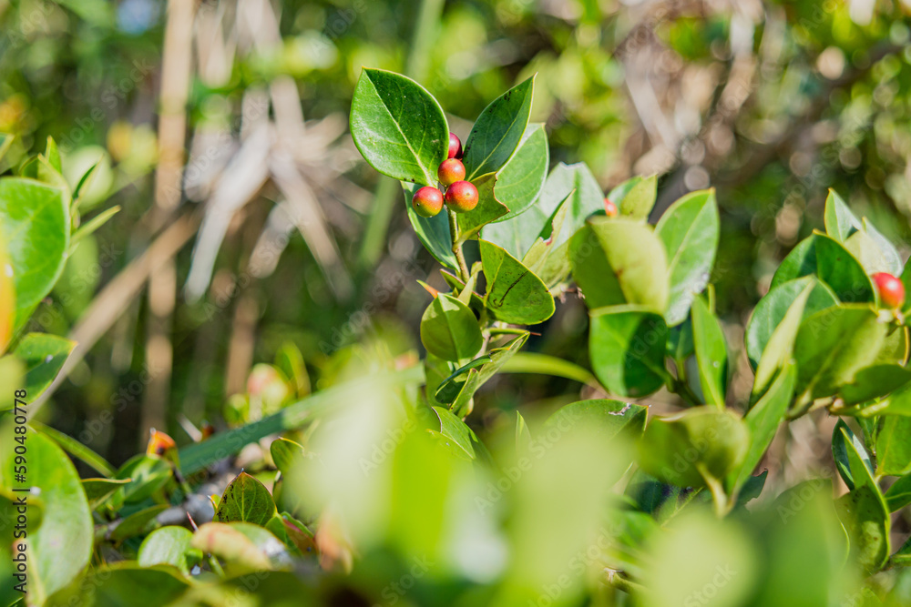 Obraz premium pictures of green vegetation in nature