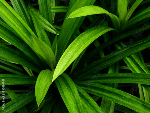 fresh green pandan leaf ( Pandanus amaryllifolius ) in garden