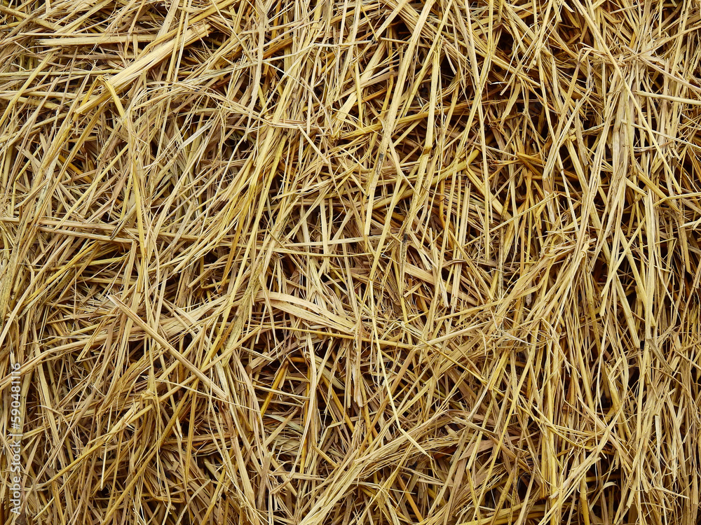 pile of dry straw in the rice fields pile of dry straw in the rice fields