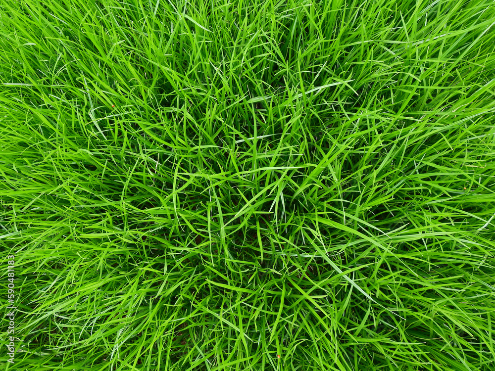 tall green grass background, top view shot tall green grass background, top view shot