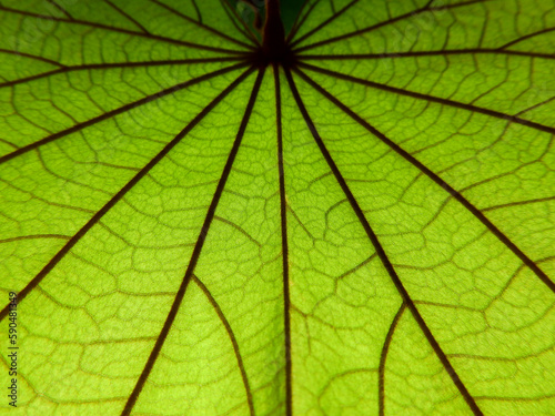 close up green leaf of Golden leaved liana   Bauhnia aureifolia K.   S. S. Larsen  